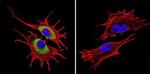 Rab4 Antibody in Immunocytochemistry (ICC/IF)