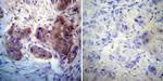 Rab4 Antibody in Immunohistochemistry (Paraffin) (IHC (P))