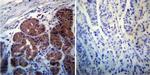 Rab4 Antibody in Immunohistochemistry (Paraffin) (IHC (P))