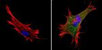 XPC Antibody in Immunocytochemistry (ICC/IF)