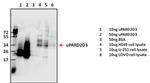 uPAR Antibody in Western Blot (WB)