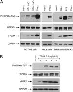 HSP90 beta Antibody in Western Blot (WB)