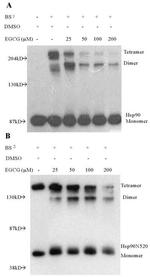 HSP90 alpha Antibody in Western Blot (WB)