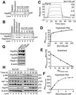 HSP90 alpha Antibody in Western Blot (WB)