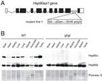 HSP90 alpha Antibody in Western Blot (WB)