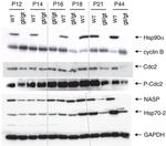 HSP90 alpha Antibody in Western Blot (WB)