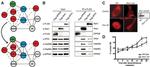 HSP90 alpha Antibody in Western Blot (WB)