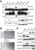 HSP90 alpha Antibody in Western Blot (WB)