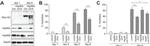 HSP90 alpha Antibody in Western Blot (WB)