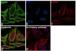 HSP90 alpha Antibody in Immunocytochemistry (ICC/IF)