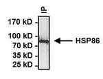 HSP90 alpha Antibody in Immunoprecipitation (IP)