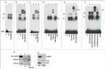 SEC61B Antibody in Western Blot, Immunoprecipitation (WB, IP)