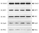 Cyclophilin 40 Antibody in Western Blot (WB)