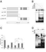 Cyclophilin 40 Antibody in Gel Shift (GS)