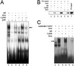 Cyclophilin 40 Antibody in Gel Shift (GS)