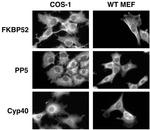 Cyclophilin 40 Antibody in Immunocytochemistry (ICC/IF)