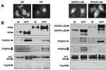 Cyclophilin 40 Antibody in Western Blot (WB)