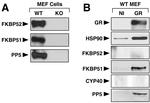 Cyclophilin 40 Antibody in Western Blot (WB)