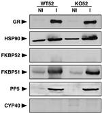 Cyclophilin 40 Antibody in Western Blot (WB)