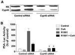 Cyclophilin 40 Antibody in Western Blot (WB)