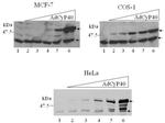 Cyclophilin 40 Antibody in Western Blot (WB)