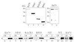 Cyclophilin 40 Antibody in Western Blot (WB)