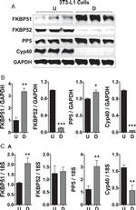 Cyclophilin 40 Antibody in Western Blot (WB)