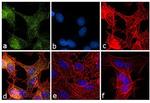 iNOS Antibody in Immunocytochemistry (ICC/IF)