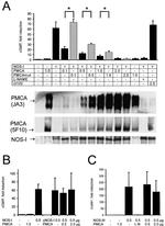 nNOS Antibody in Western Blot (WB)