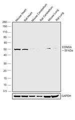 Endothelin A Receptor Antibody in Western Blot (WB)