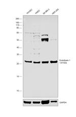 Endothelin 1 Antibody in Western Blot (WB)