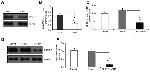 CXCR7 Antibody in Western Blot (WB)