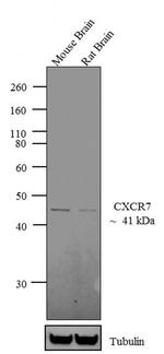 CXCR7 Antibody in Western Blot (WB)