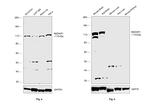 NMDAR1 Antibody in Western Blot (WB)