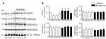 NMDAR2A Antibody in Western Blot (WB)