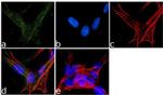 Phospho-NMDAR2B (Tyr1336) Antibody in Immunocytochemistry (ICC/IF)