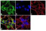 SSTR4 Antibody in Immunocytochemistry (ICC/IF)