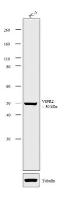 VPAC2 Antibody in Western Blot (WB)