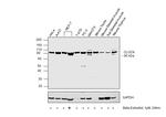 CLOCK Antibody in Western Blot (WB)