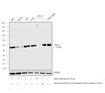 NTHL1 Antibody in Western Blot (WB)