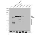 NEFL Antibody in Western Blot (WB)