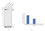 NEFM Antibody in Western Blot (WB)