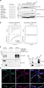 CADM1 Antibody in Western Blot (WB)