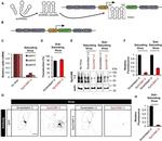 CADM1 Antibody in Western Blot, Immunocytochemistry (WB, ICC/IF)