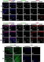 NF-H Antibody in Immunohistochemistry (Frozen) (IHC (F))