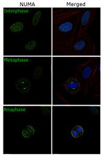 NuMA Antibody