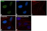 NuMA Antibody in Immunocytochemistry (ICC/IF)