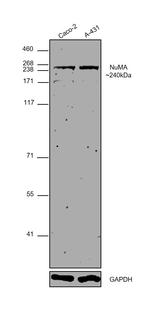 NuMA Antibody in Western Blot (WB)