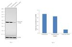 Calreticulin Antibody