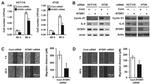 NTSR1 Antibody in Western Blot (WB)